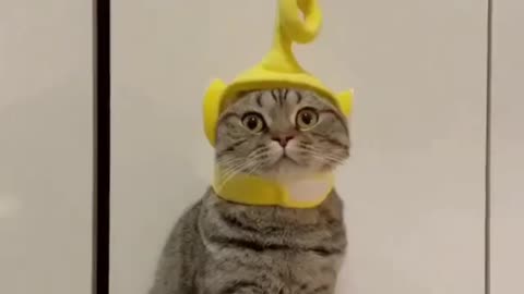 Funny Teletubbies CAT