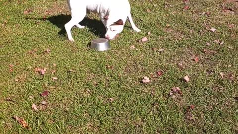 Portly Pup Plays With Empty Bowl