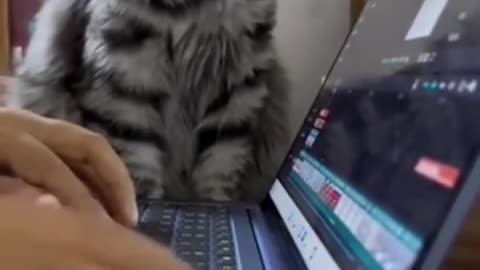 Best Funny Animal Videos Part 8