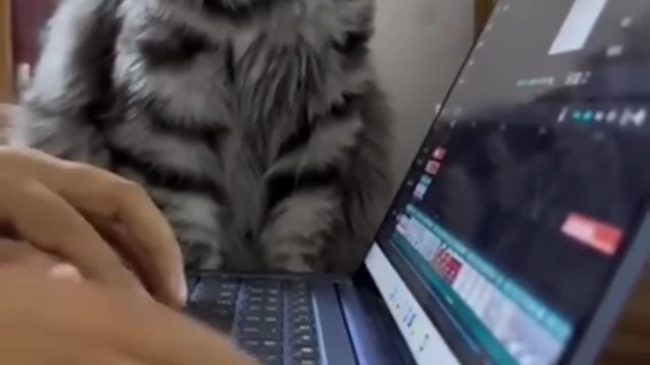 Best Funny Animal Videos Part 8