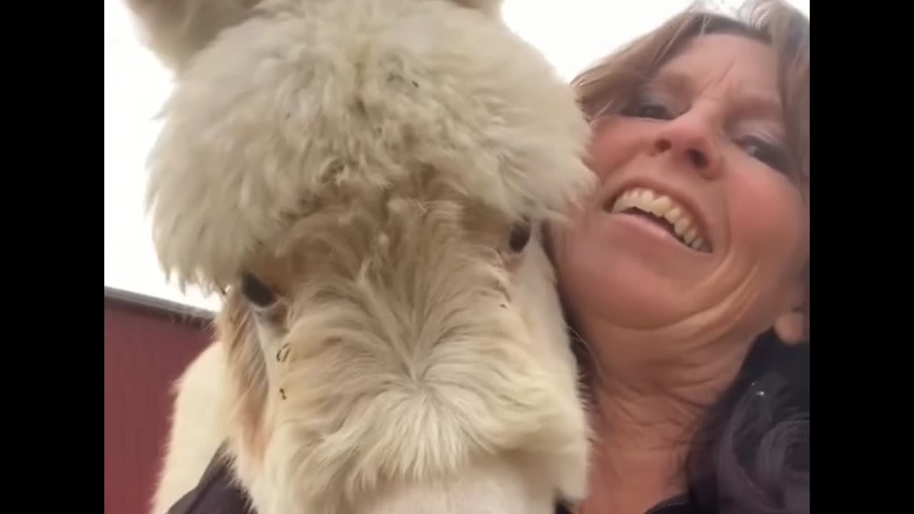 Baby donkey runs to see momma