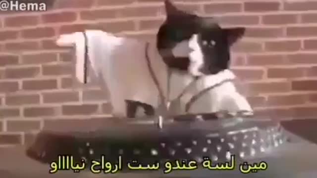 Cats and the 7 souls funny