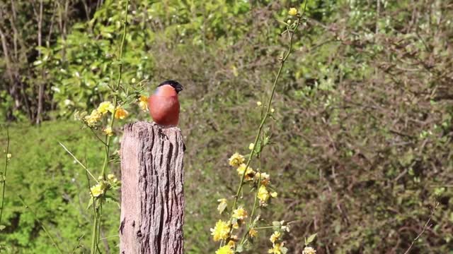 Attracting Birds - Eurasian Bullfinch Eating Seeds 4