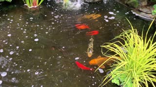 Koi Pond at the Enso Dojo