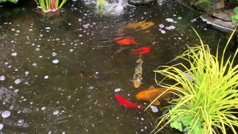 Koi Pond at the Enso Dojo