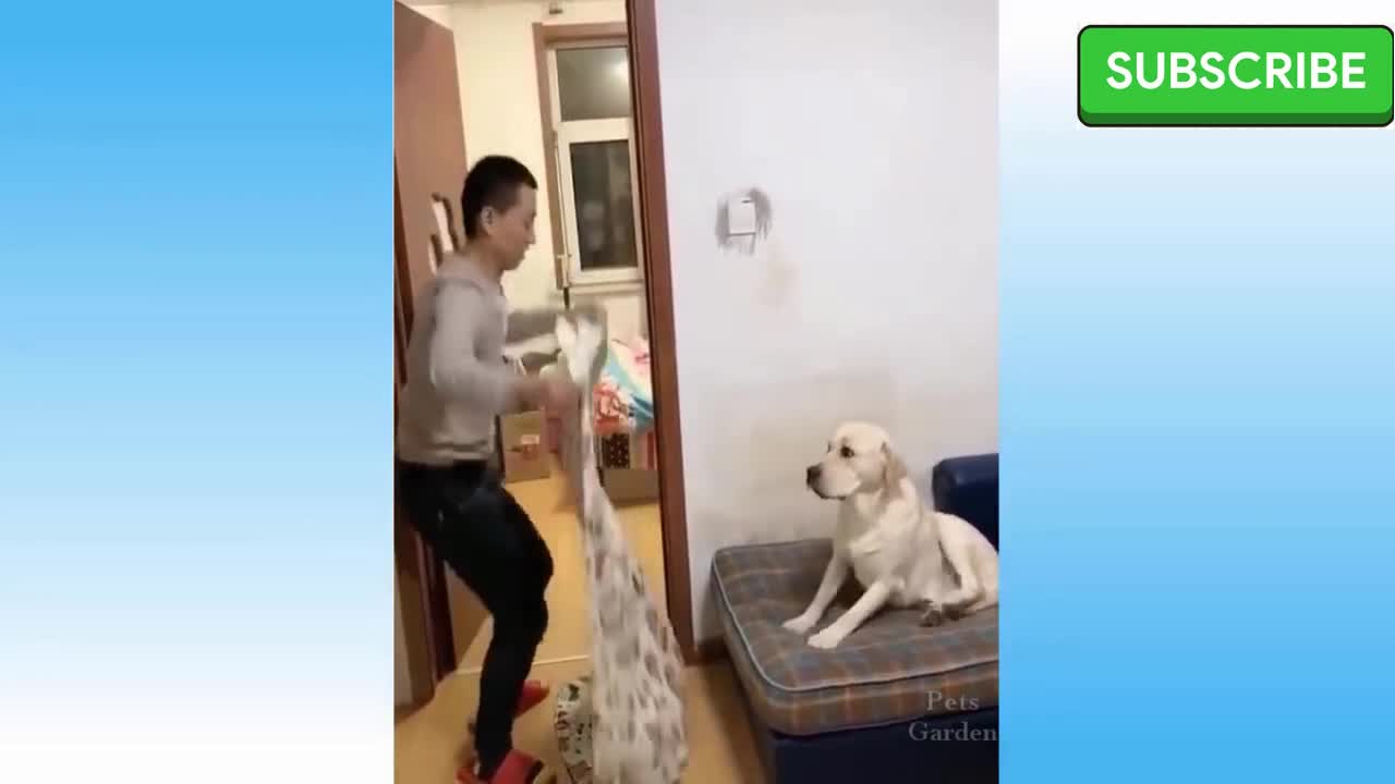 funny dog, funny movement😻