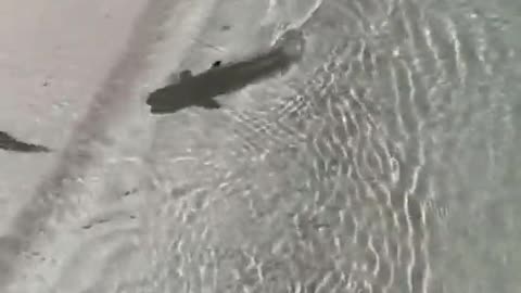 Shark chasing a fish …wait till the end