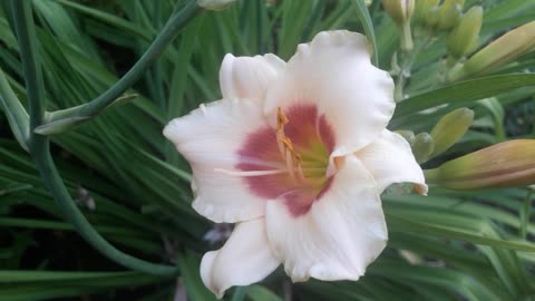 Daylily