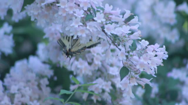 Multicolored butterfly