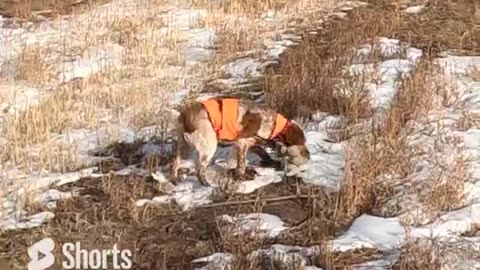 Pheasant Hunting Highlights 2/19/23