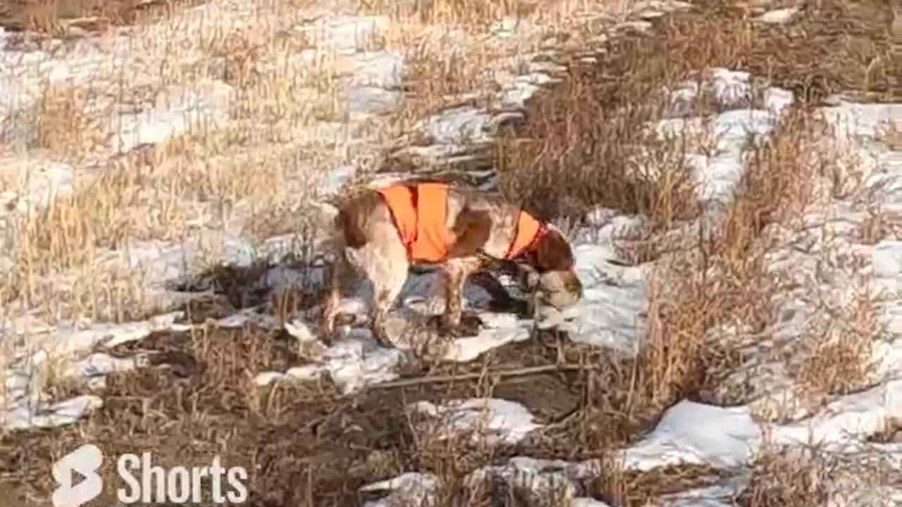 Pheasant Hunting Highlights 2/19/23