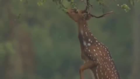 Wildlife in closer view with a natural perspective.