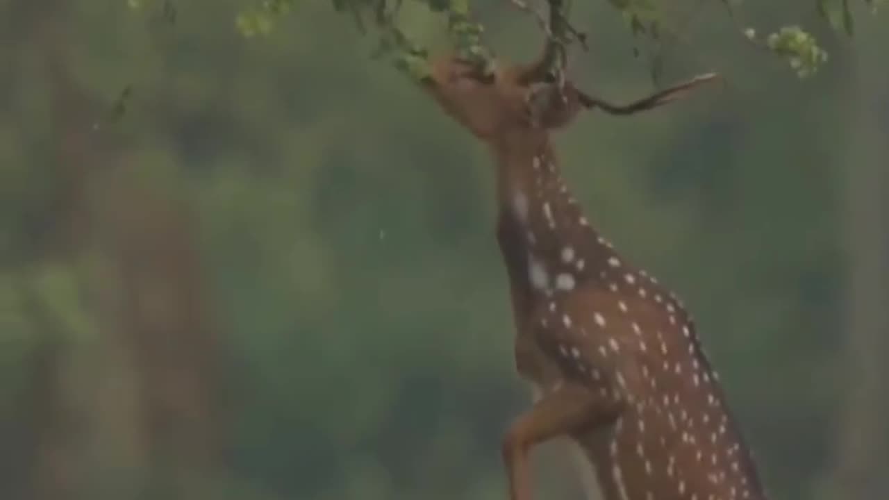 Wildlife in closer view with a natural perspective.