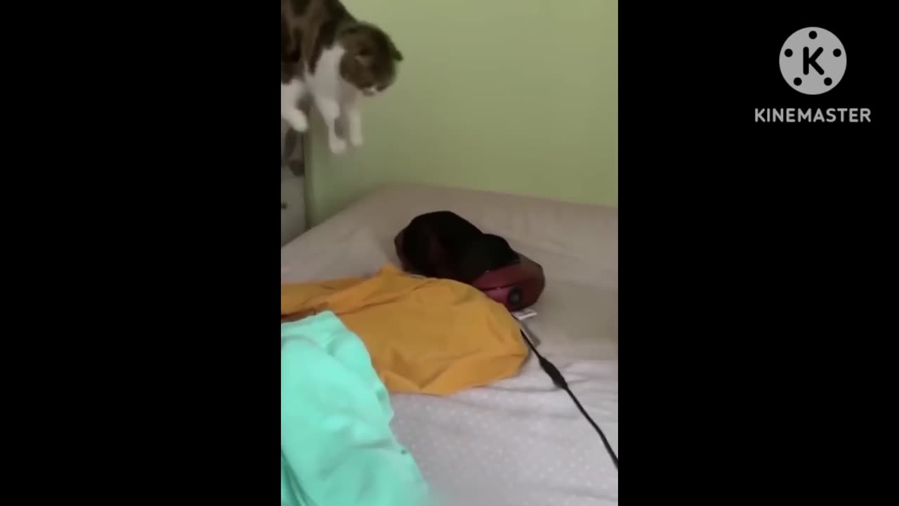 Funny cat and dog