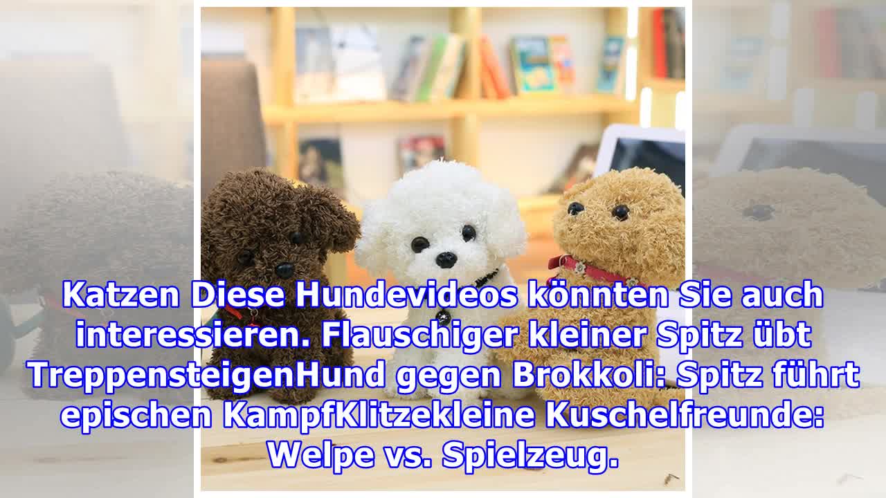 Wie ein Kuscheltier: Flauschiger kleiner Teddy-Hund