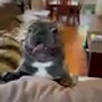 Funny animals video