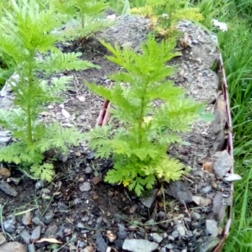 4 Artemisia annua in a basket on a windy day