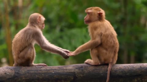 Funniest monkey video