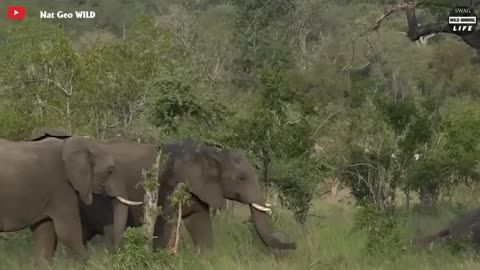 animal fight, elephant attacked by lion. Part2