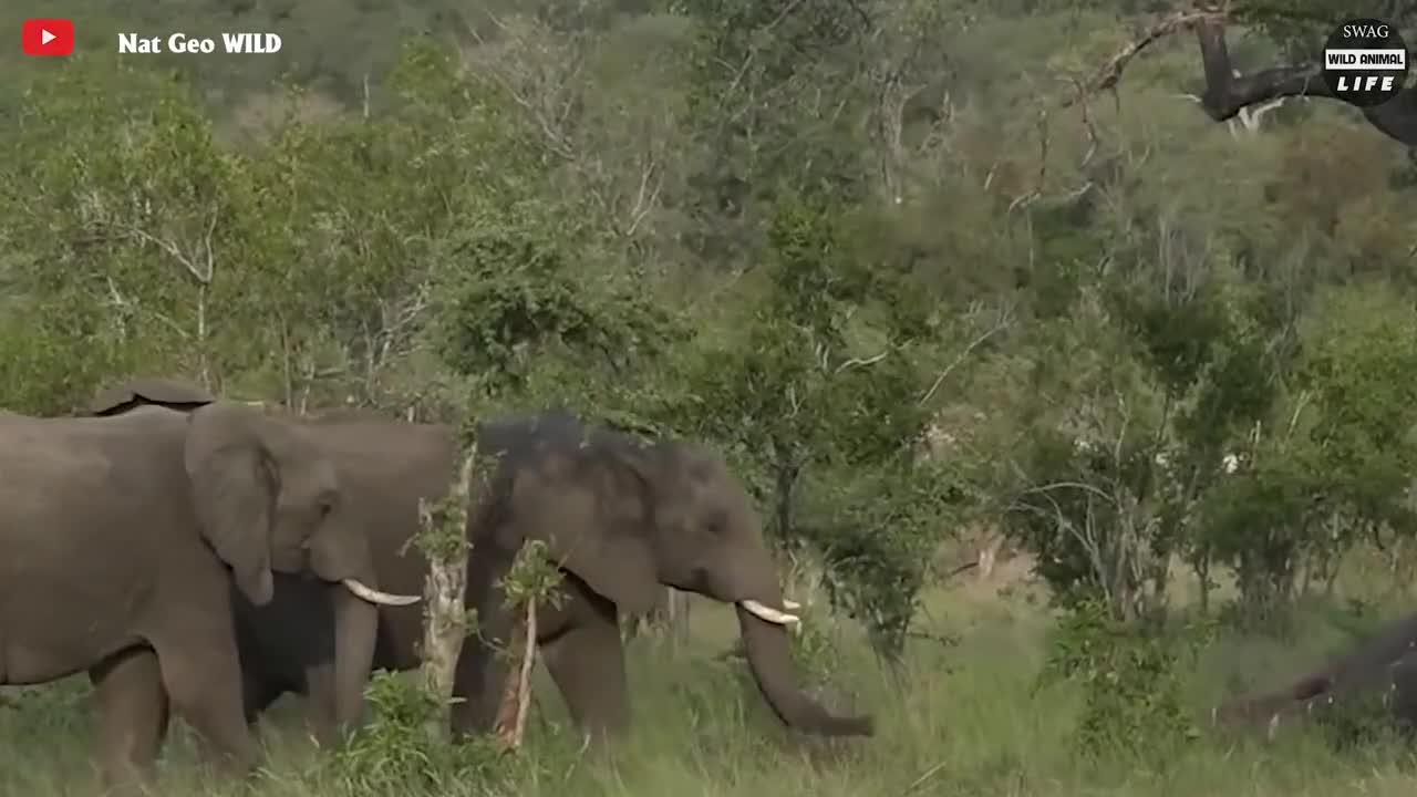 animal fight, elephant attacked by lion. Part2