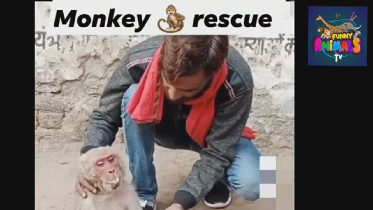 Monkey rescue