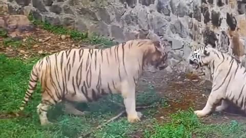 ANIMALS FIGHTING | VS TIGER | TIGER ON TIGER FIGHTS | EPIC WILD FIGHT pat 2