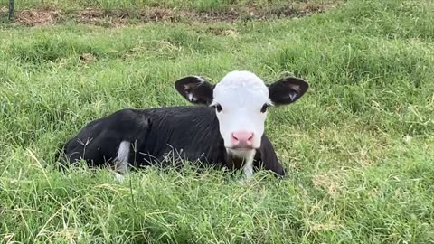 Meet June