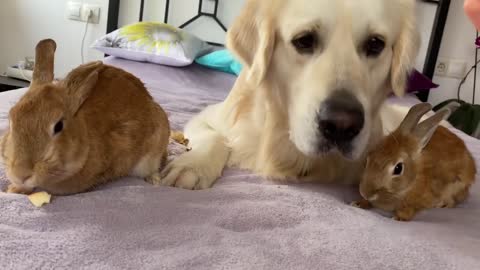 Can Golden Retriever eat in the company of rabbits - Cute Pets Video