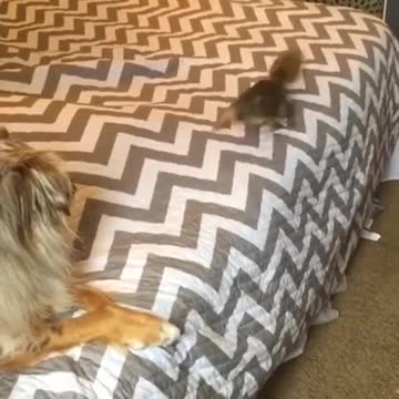 Perro y ardilla comparten una amistad única