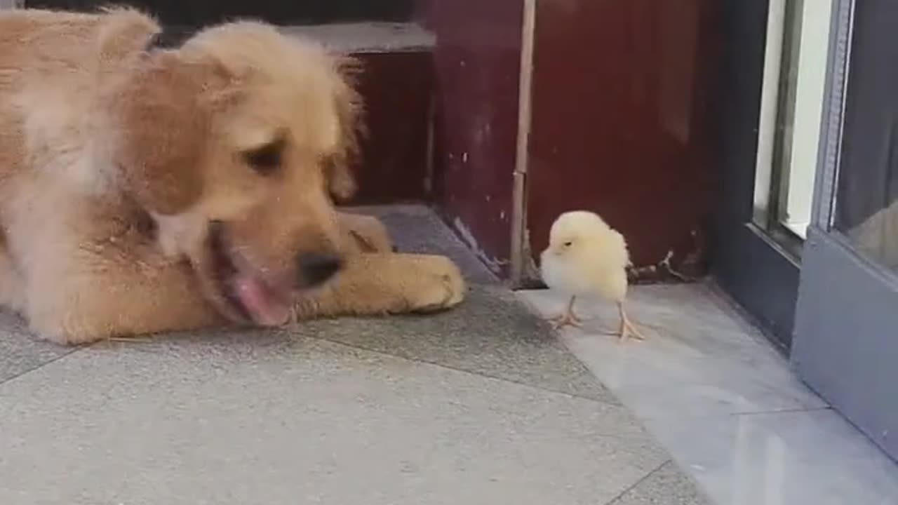 Dog Ate Chick In One Bite