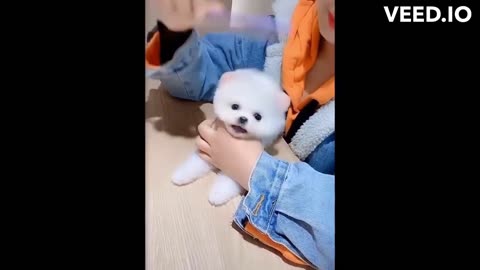 Fluff and Cuteness Overload: Sweet Dogs Steal Hearts
