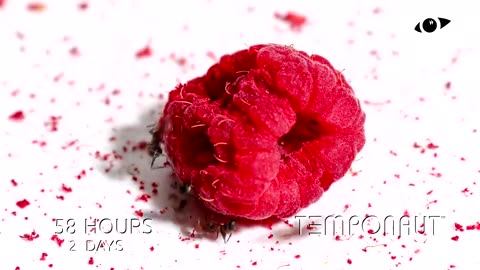 Ants vs Raspberry Timelapse
