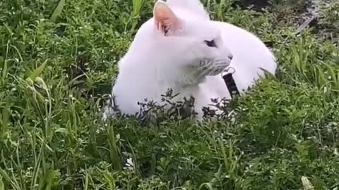 FUNNY CAT