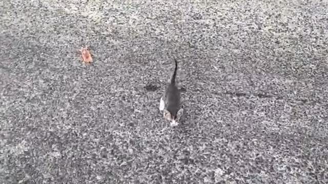 This is the most adorable ambush in the world!
