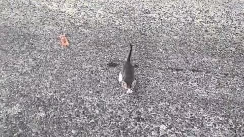 This is the most adorable ambush in the world!