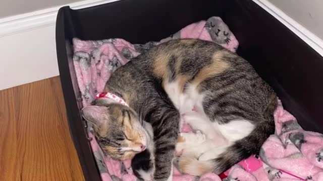 My cat was pregnant but with only 1 kitten