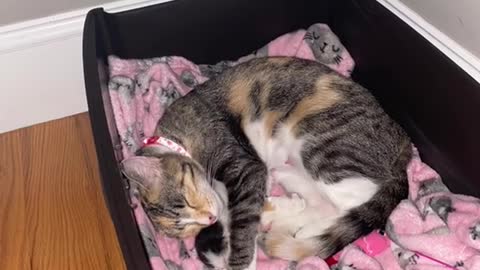 My cat was pregnant but with only 1 kitten