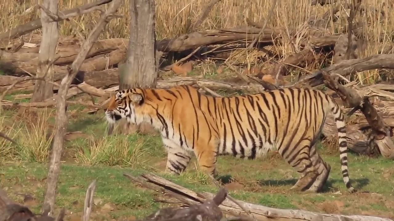 Best Tiger Attack