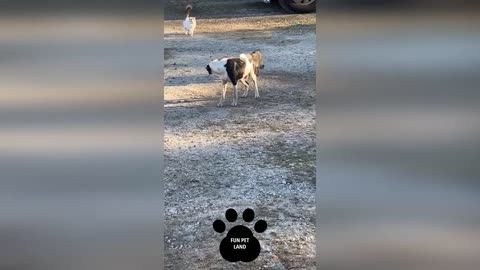 Funny Animals Compilation 56: Cat Videos, Dog Videos, Pet Funny Compilation