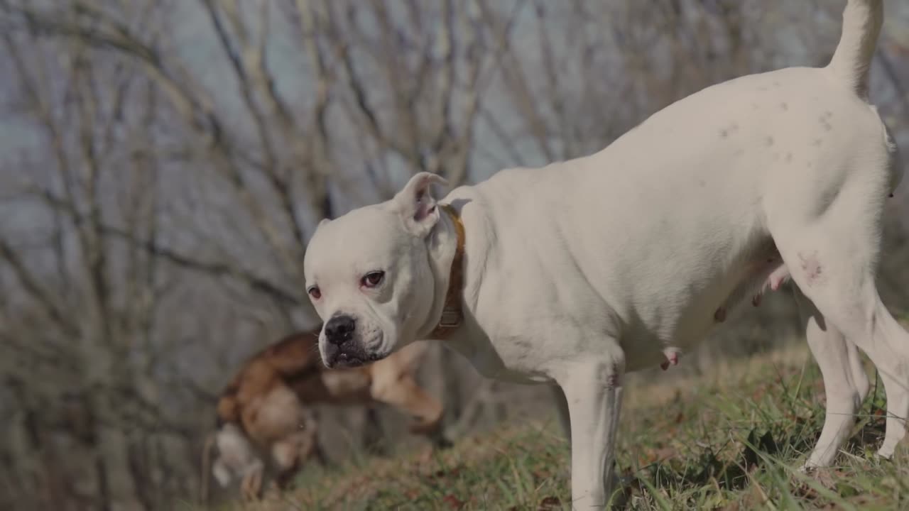 Angry Dog Trying to Bite Another