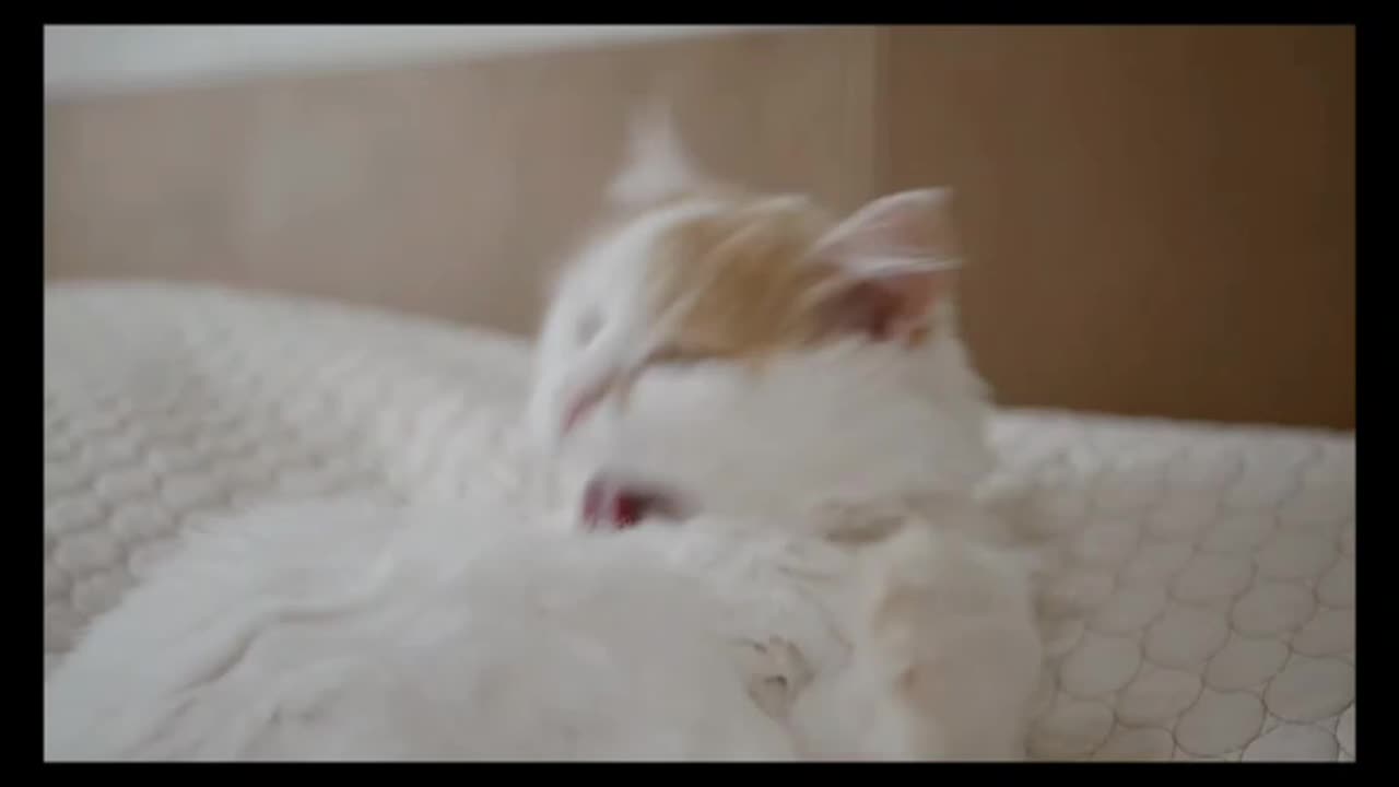 Cute and Funny Cat Video 2023