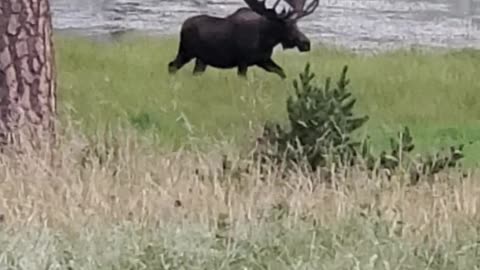 Beautiful Moose Rocky Mountain