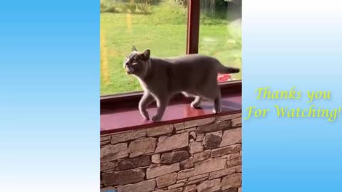 Top Funny Cat Videos of The Weekly - TRY NOT TO LAUGH | Pets Garden