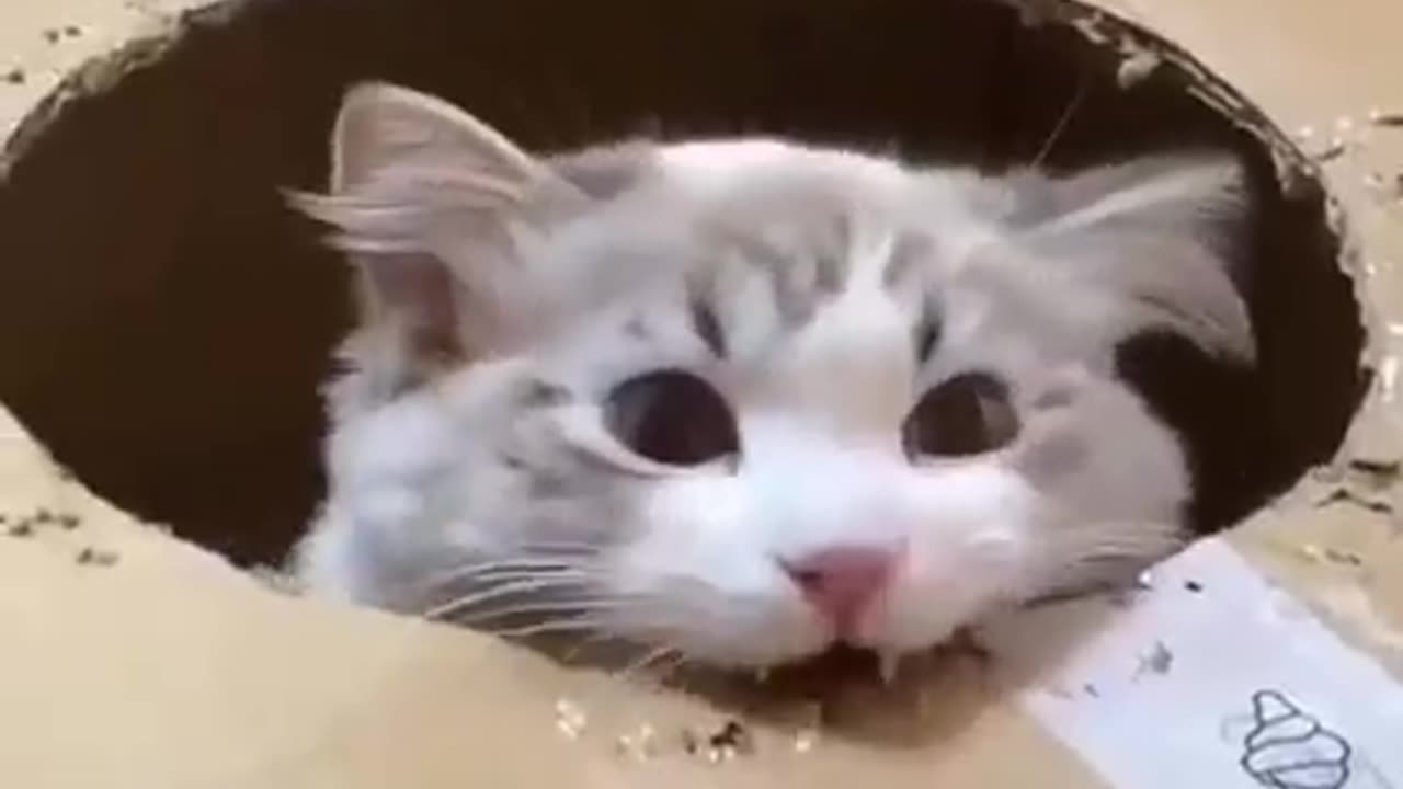 Funny 🐈