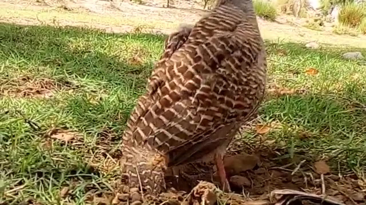 Quail bird hide cute baby