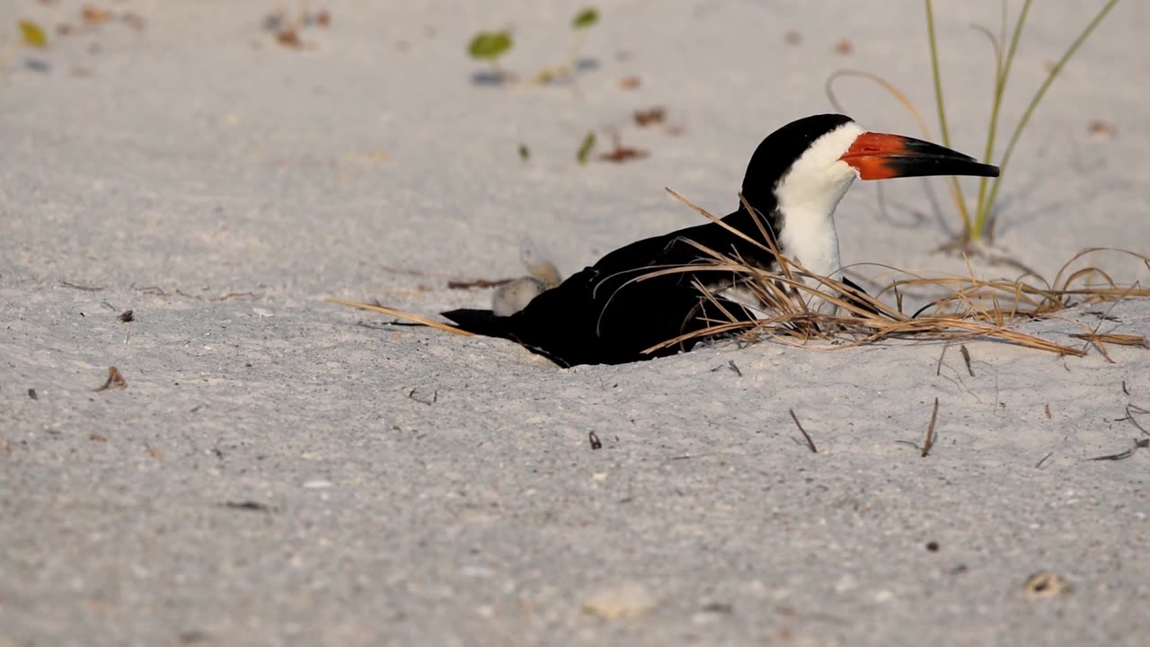 Young Black Skimmer Grow Up Quickly