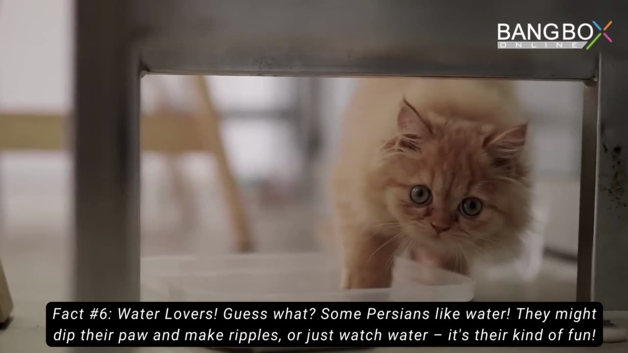 Persian Cat -- Persian Cat Facts -- Bangbox Online