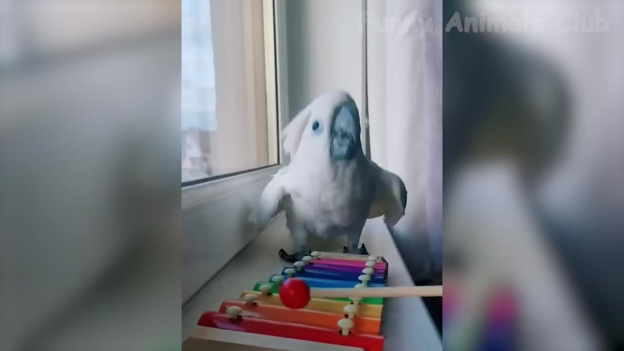 Funny Animals