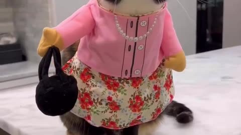 Funny cat