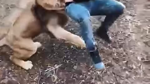 Shorts - Lion